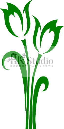 Tulipan