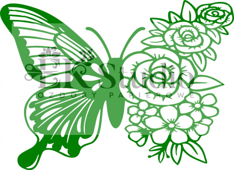 Motyl Motyl